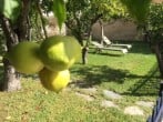 Lying under lemons